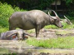 water buffalos wallowing